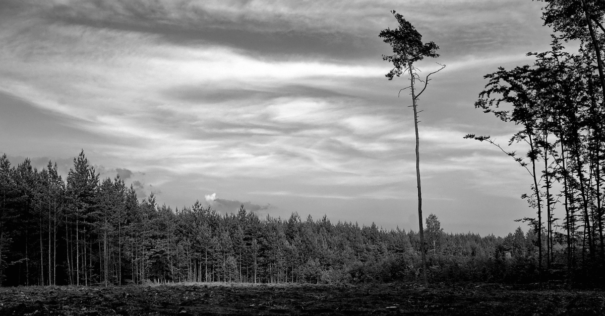Featured Image for Harvesting Timber on Your Property